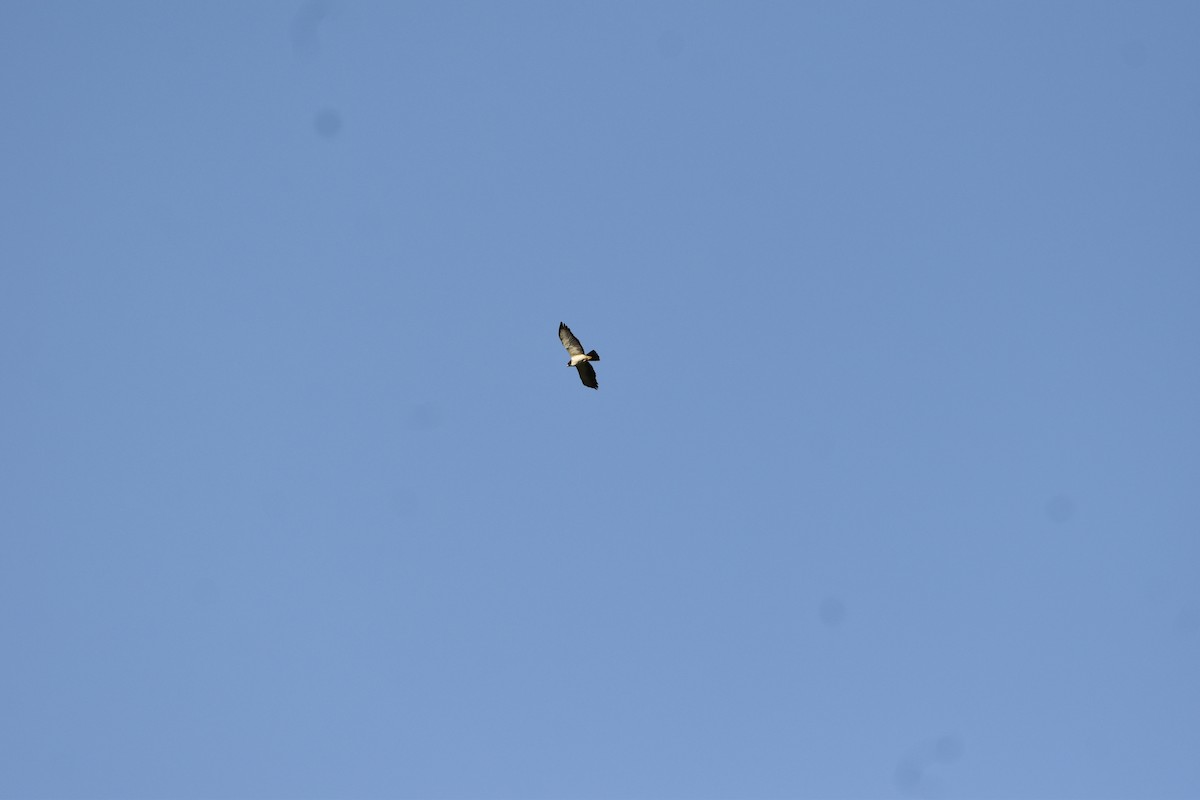 Short-tailed Hawk - ML621795142