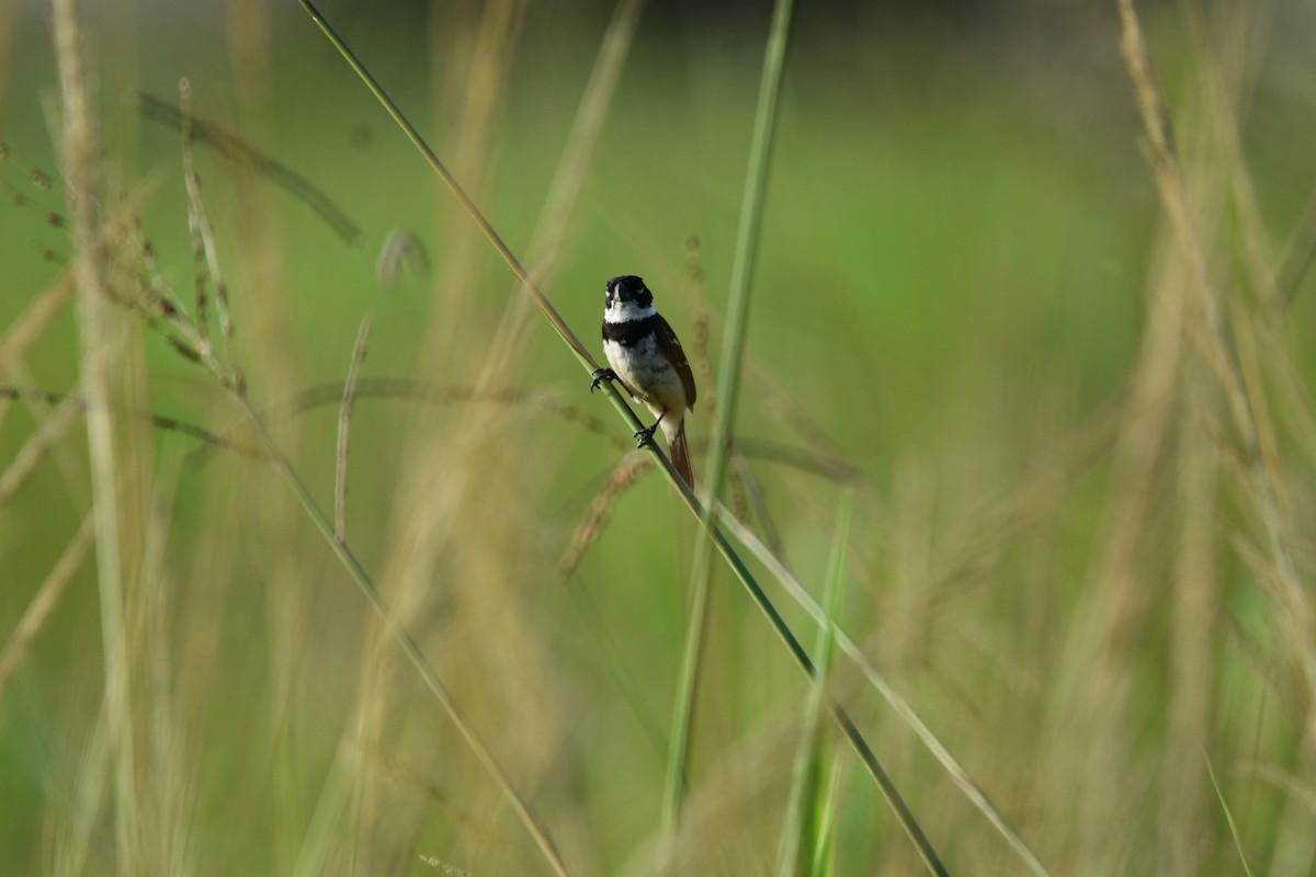 Morelet's Seedeater - ML621795146