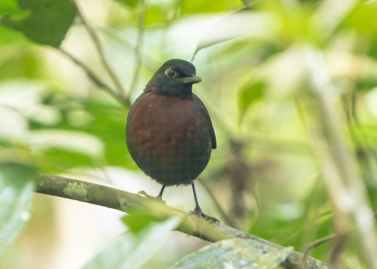 Rufous-breasted Antthrush - ML621795167