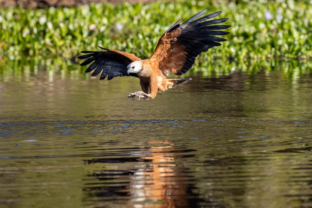 Black-collared Hawk - ML621795262