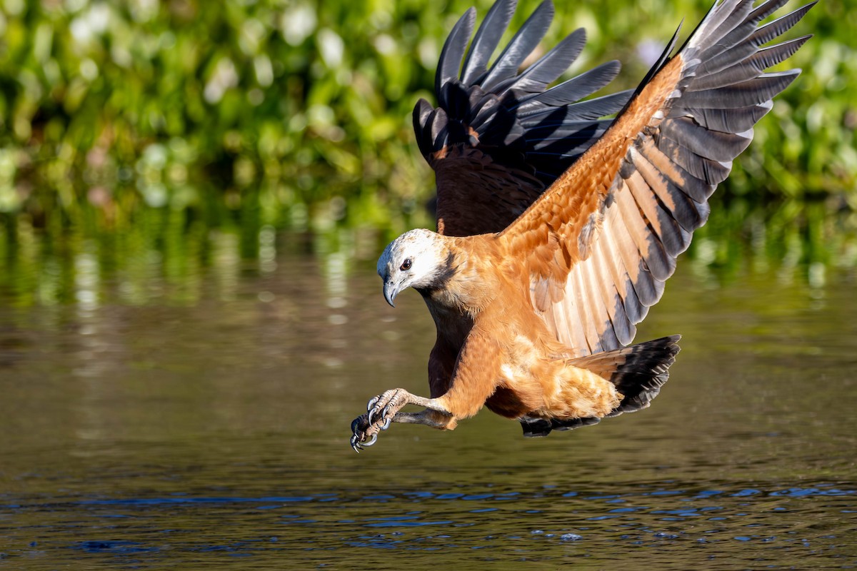 Black-collared Hawk - ML621795278