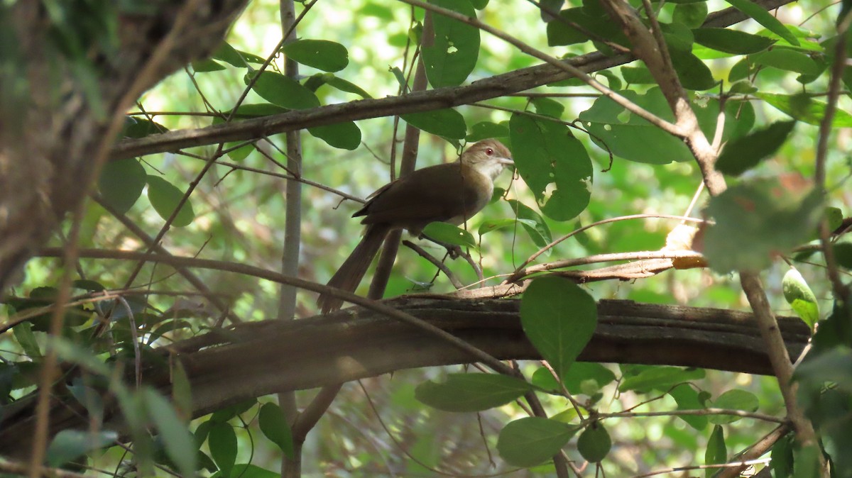 Terrestrial Brownbul - ML621795329