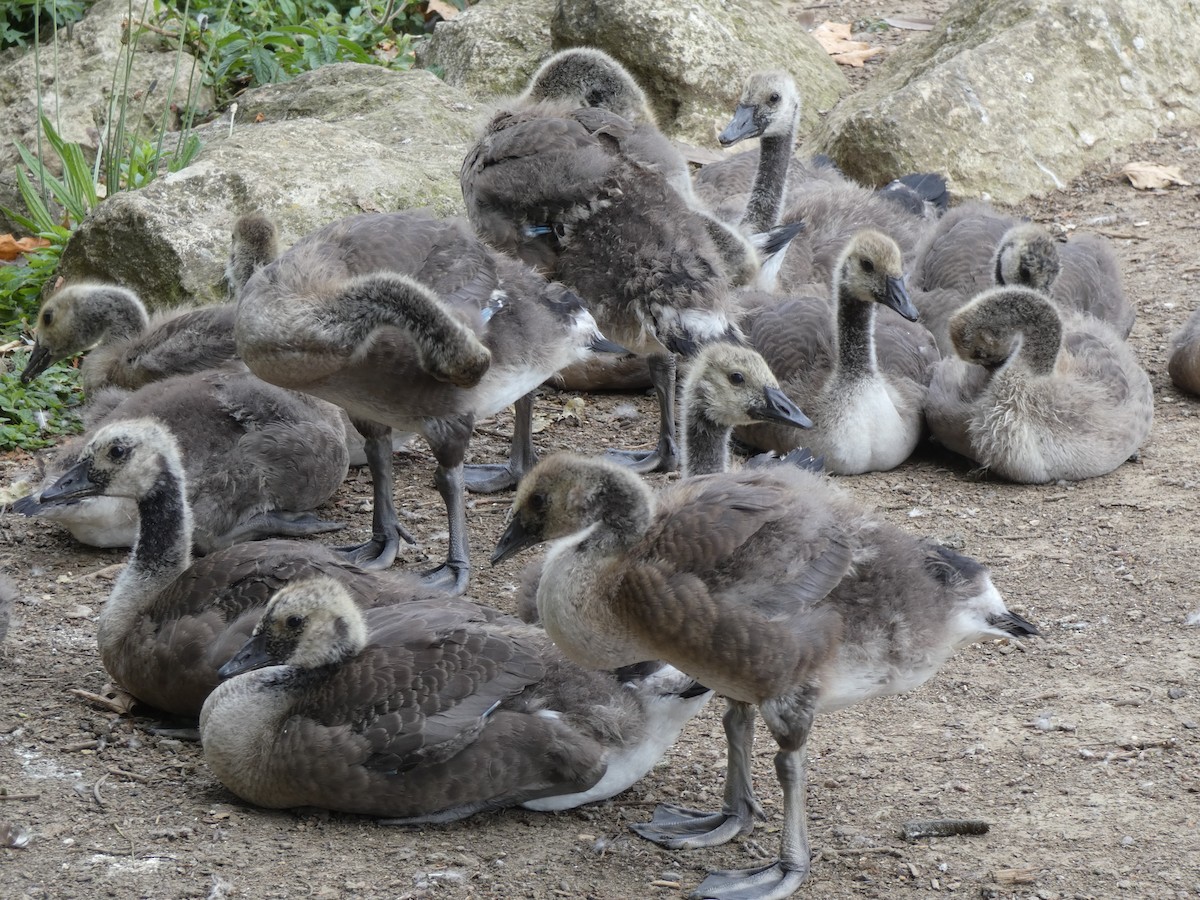 Canada Goose - ML621795371