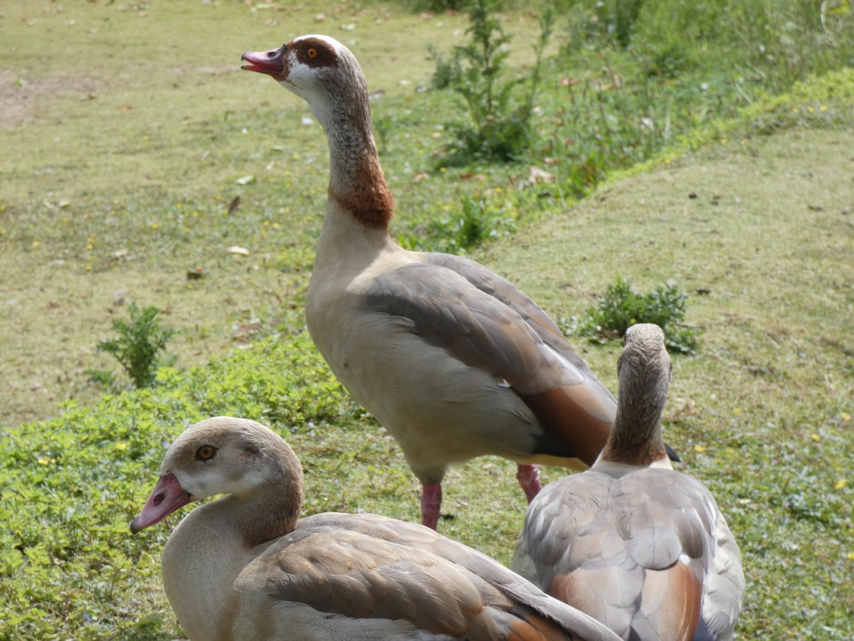 Egyptian Goose - ML621795375