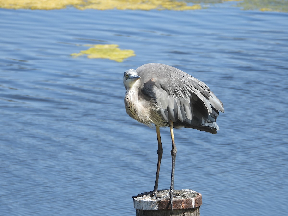 Great Blue Heron - Lynn Scarlett