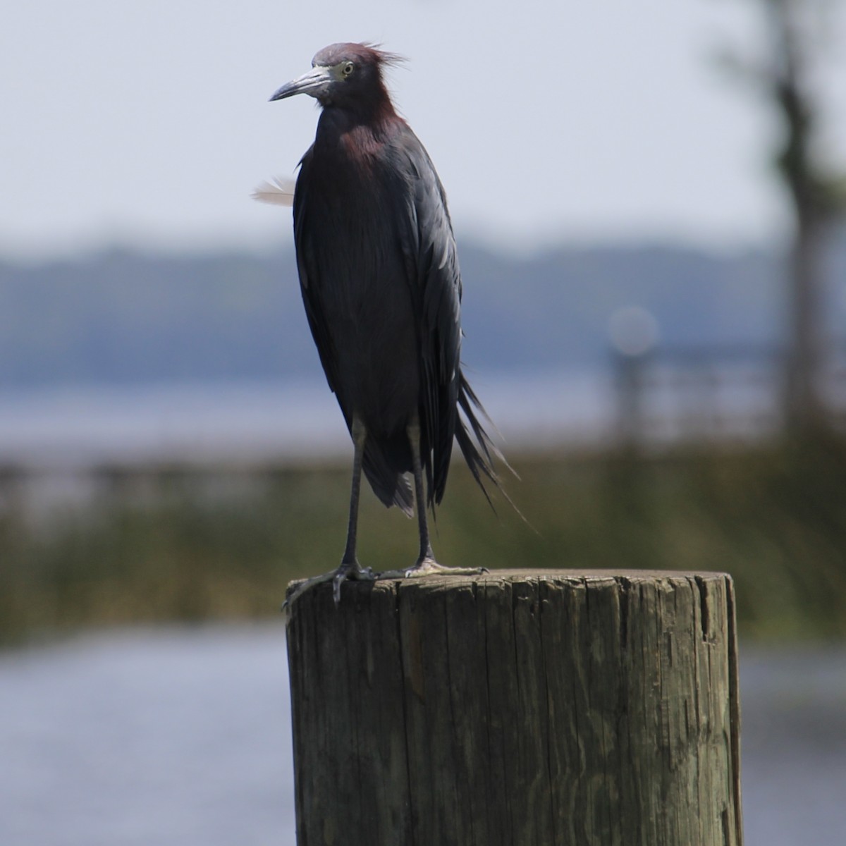 Little Blue Heron - ML621795437