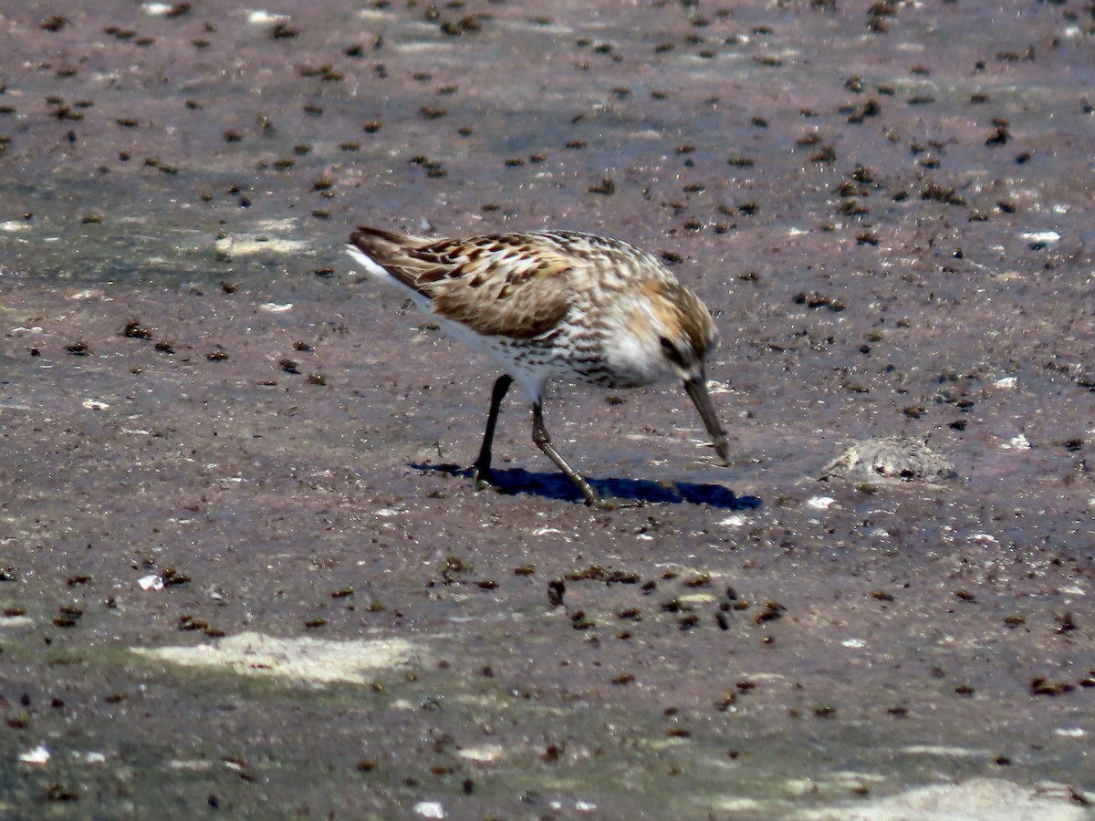 Bergstrandläufer - ML621795445