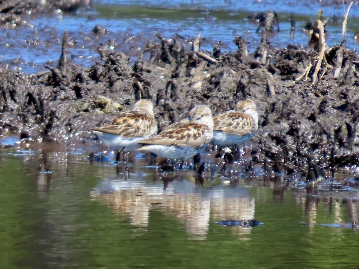 Bergstrandläufer - ML621795446