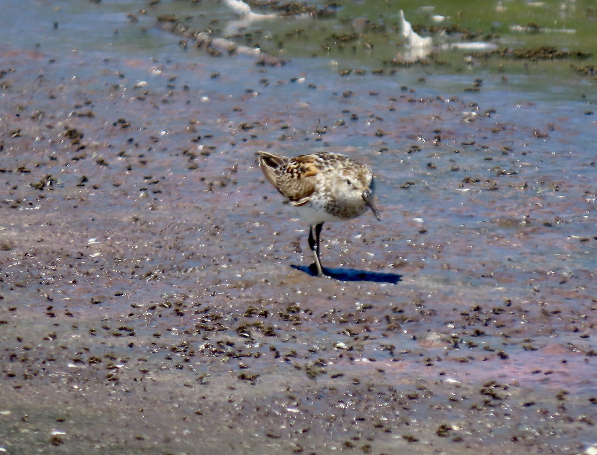 Bergstrandläufer - ML621795447