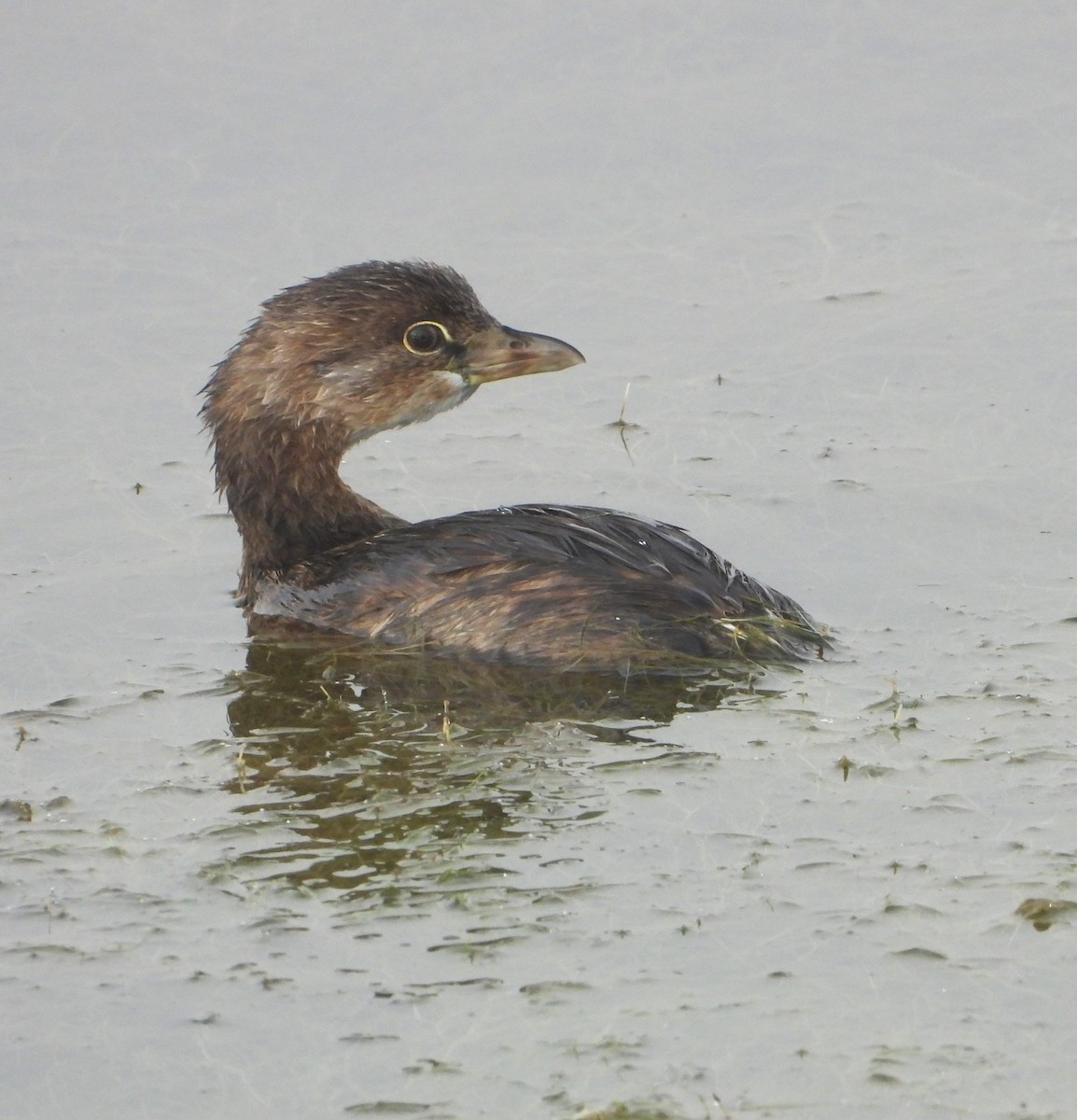 Pied-billed Grebe - ML621795450