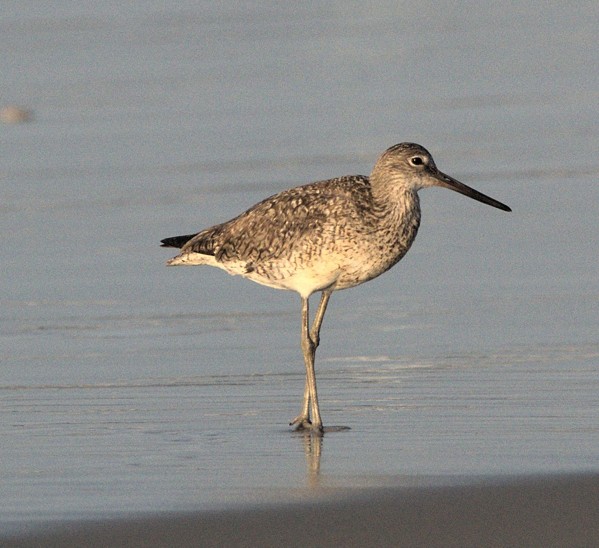 Willet - ML621795454