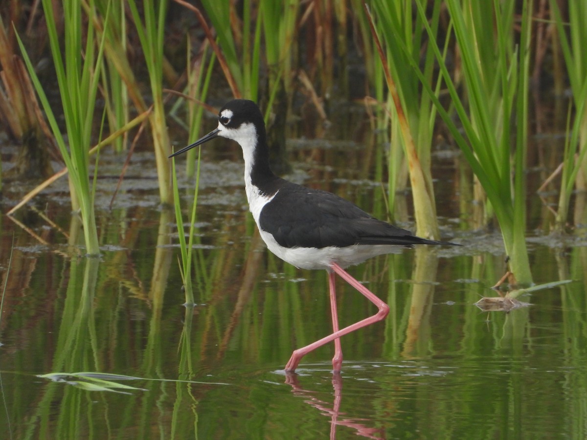 Black-necked Stilt - ML621795460