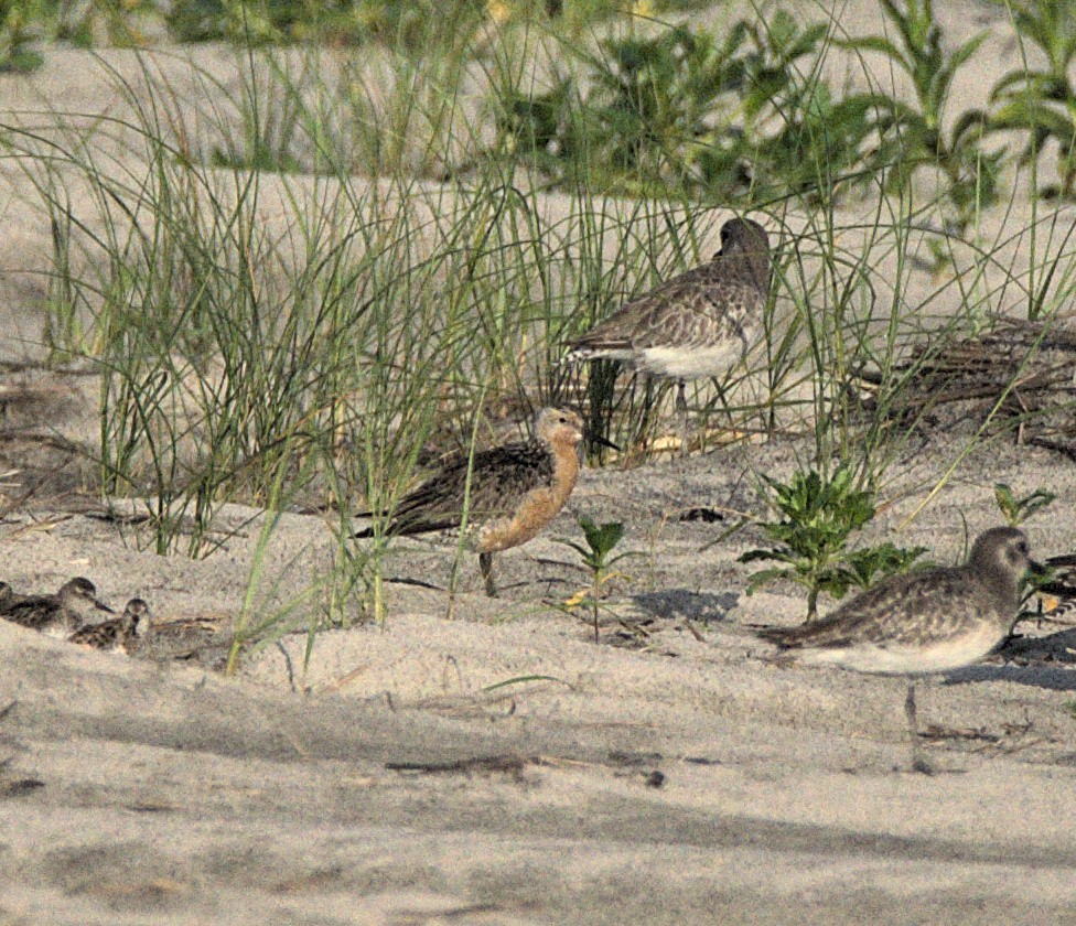 Red Knot - Kerry Loux