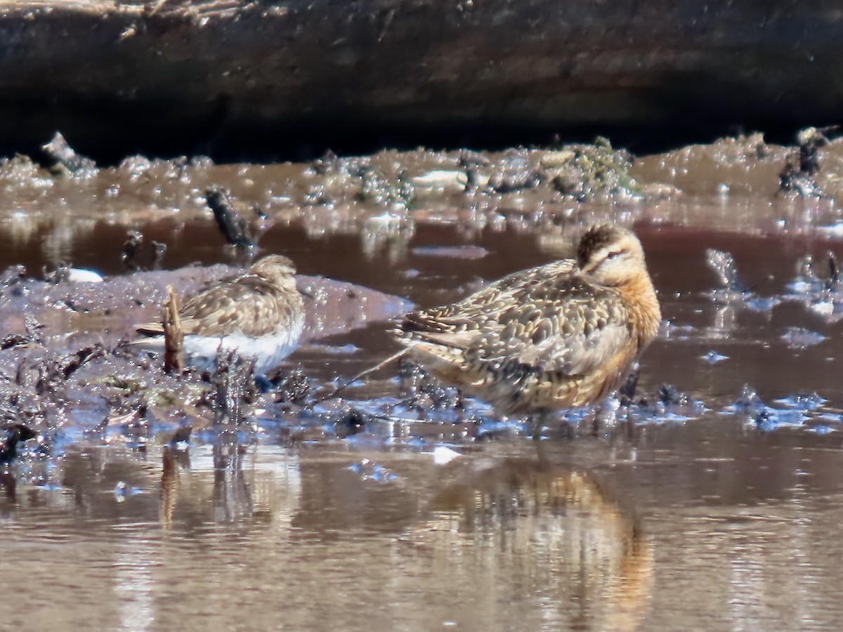 Long-billed Dowitcher - ML621795493