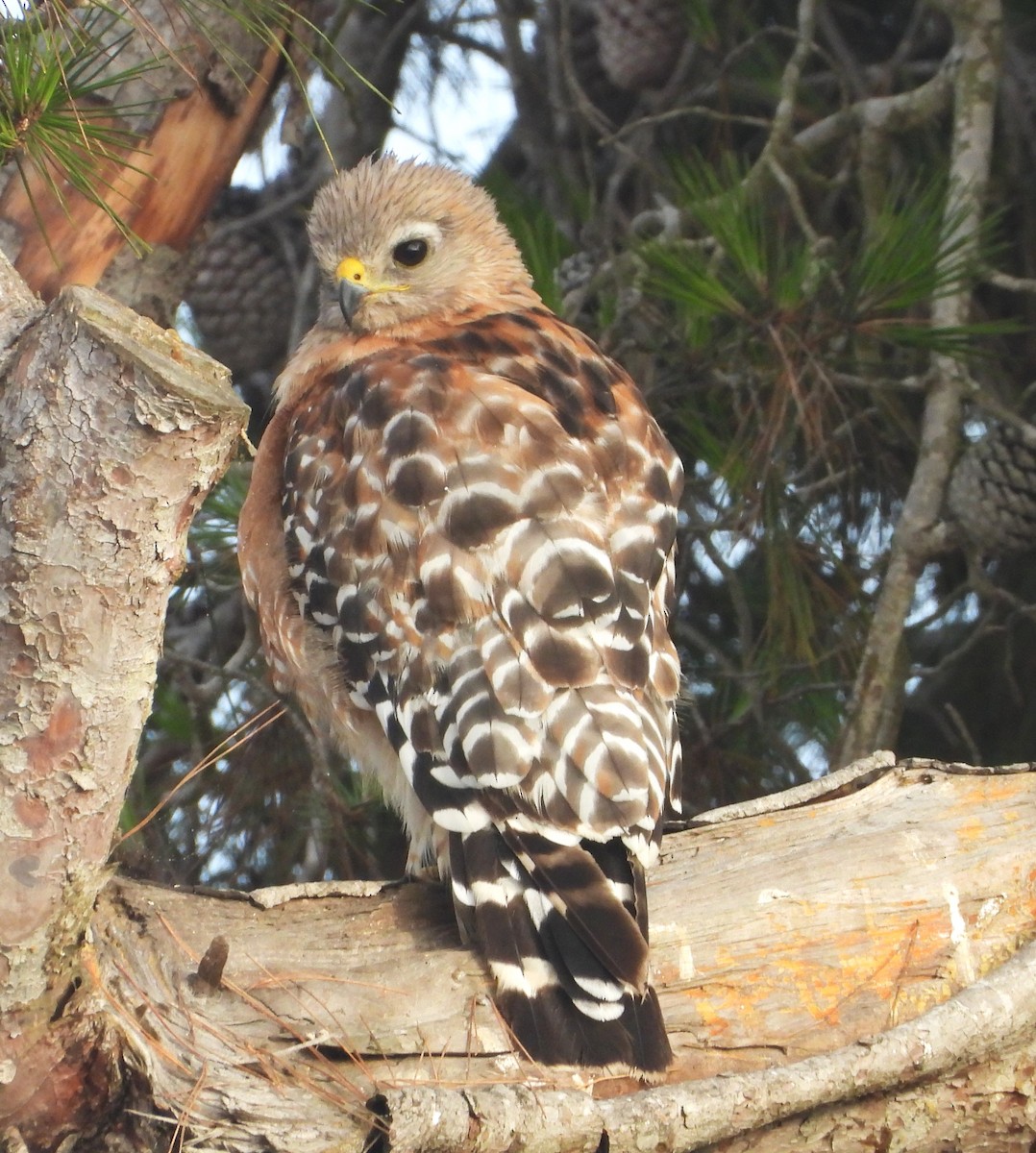 Red-shouldered Hawk - ML621795494