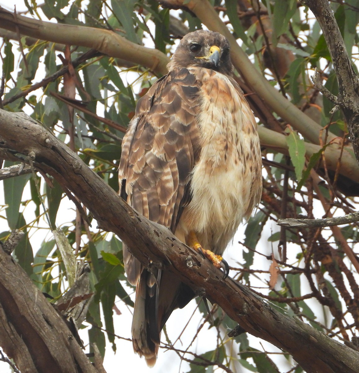 Red-tailed Hawk - ML621795499