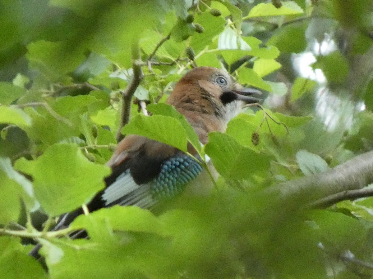 Eurasian Jay - ML621795512