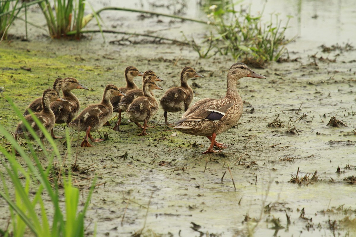 Mallard - ML621795528