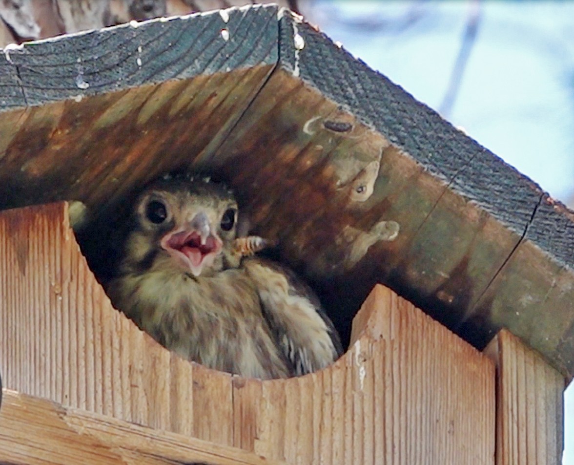 American Kestrel - ML621795628