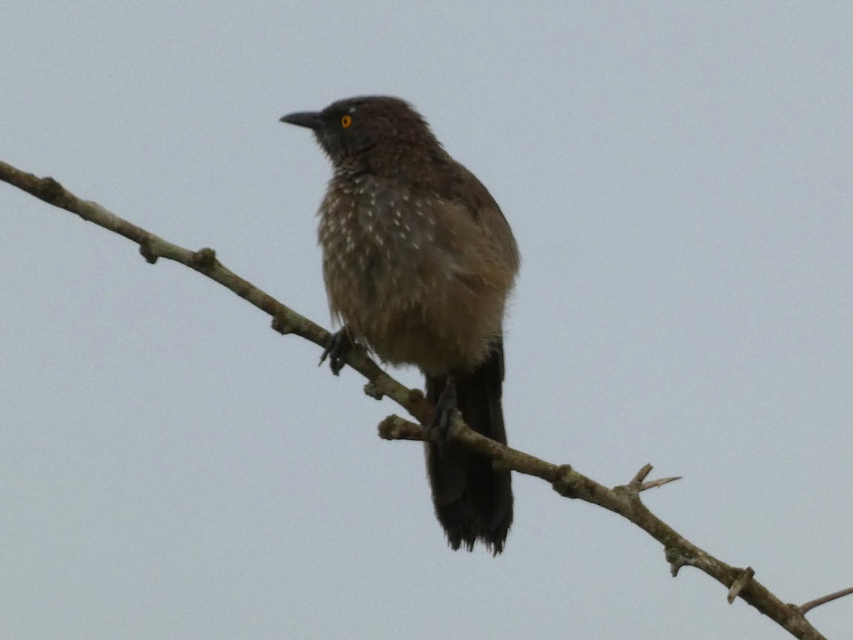 Arrow-marked Babbler - ML621795634