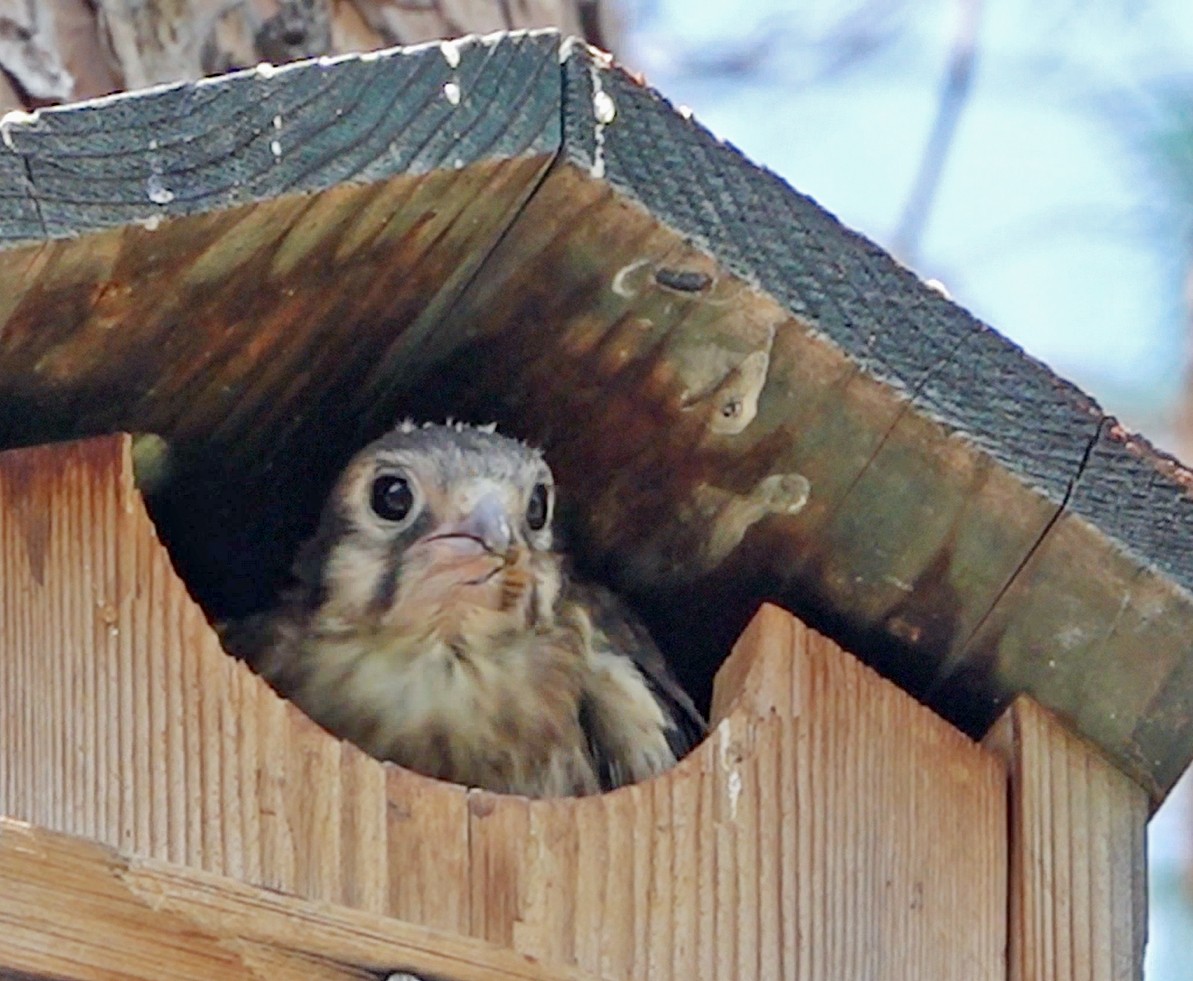 American Kestrel - ML621795651