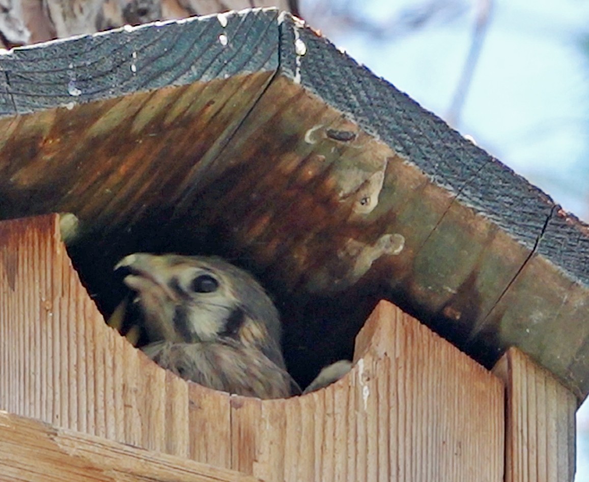 American Kestrel - ML621795655