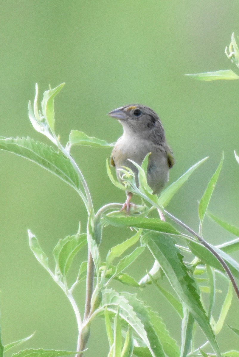 Grasshopper Sparrow - Carl Adams