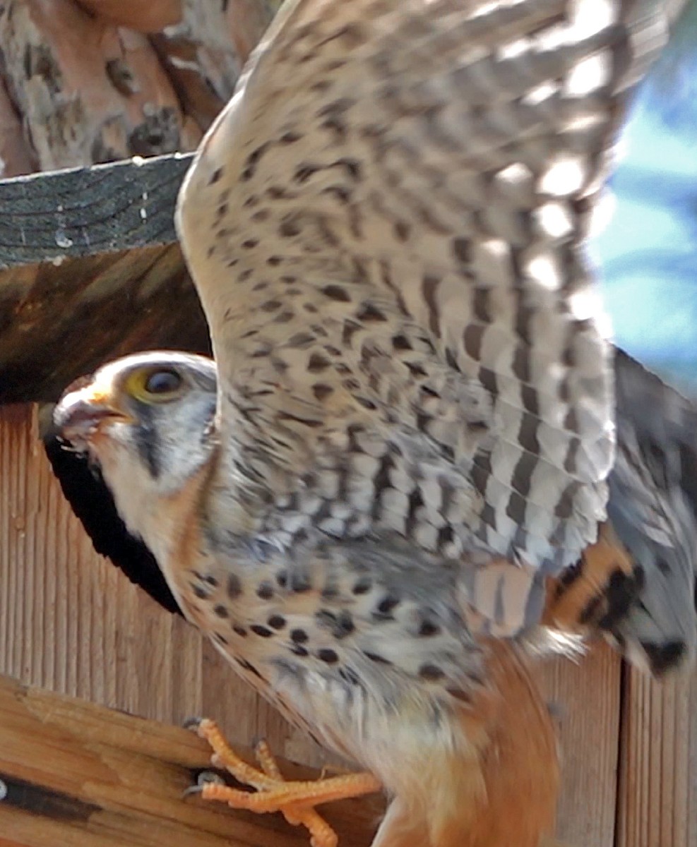 American Kestrel - ML621795680