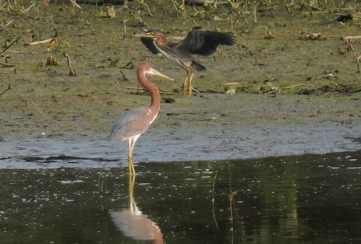 Tricolored Heron - ML621795717