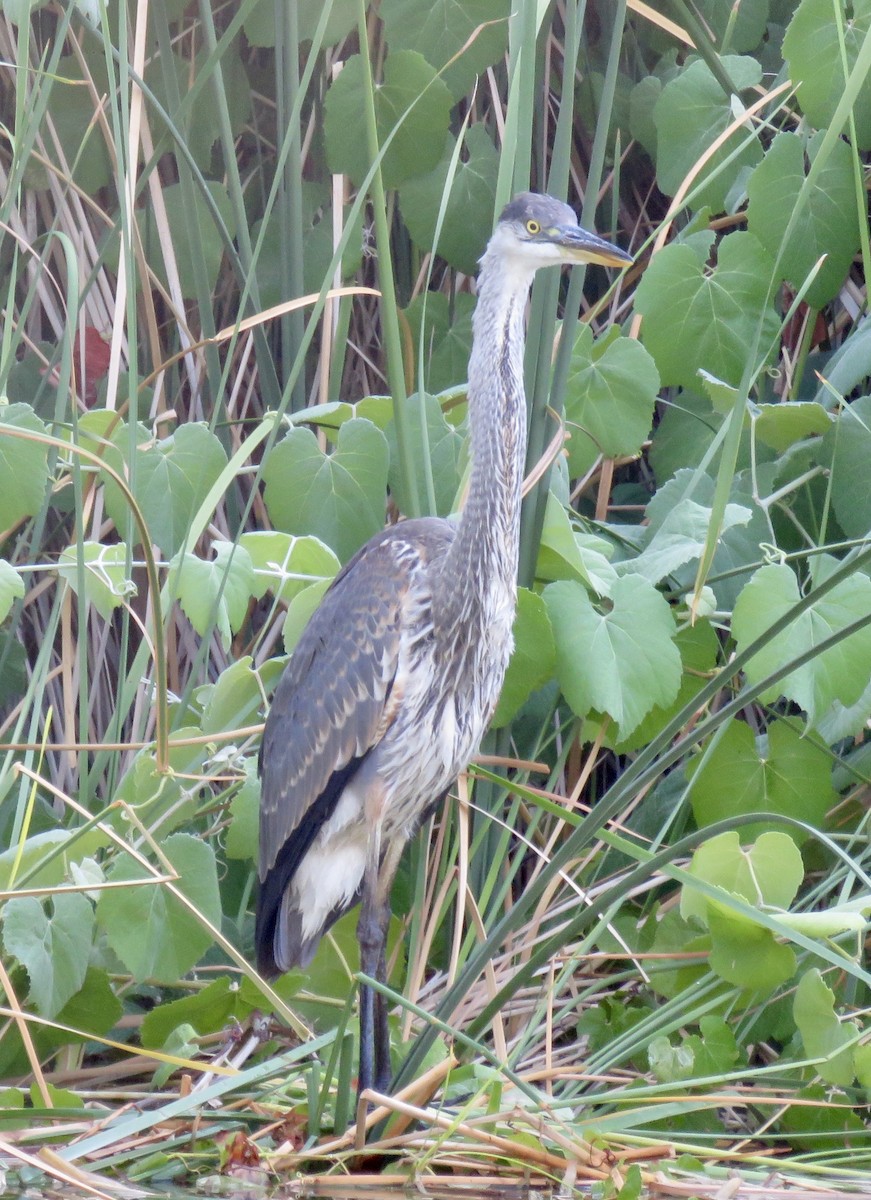 Great Blue Heron - ML621795772