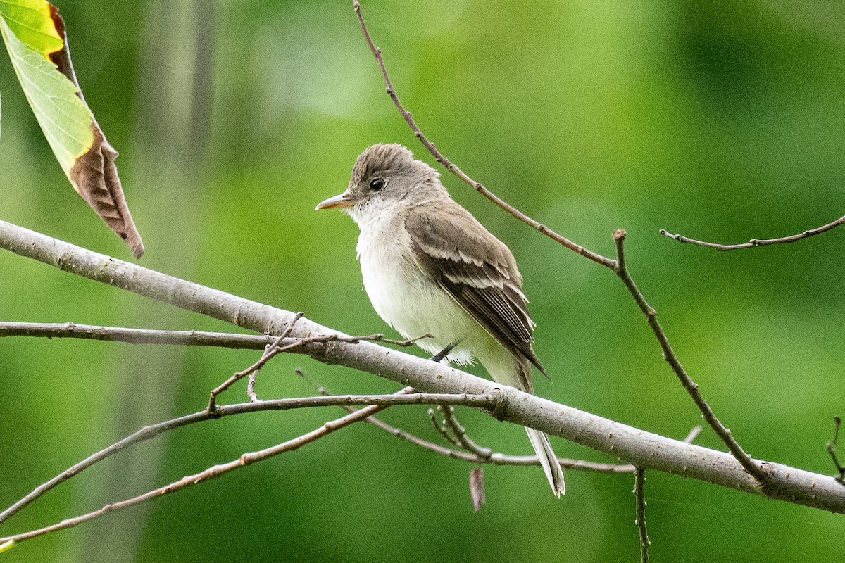 Willow Flycatcher - ML621795773