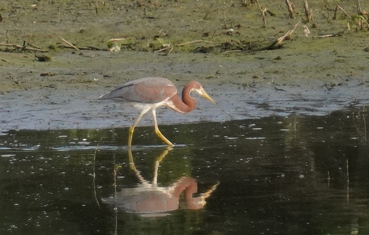 Tricolored Heron - ML621795775