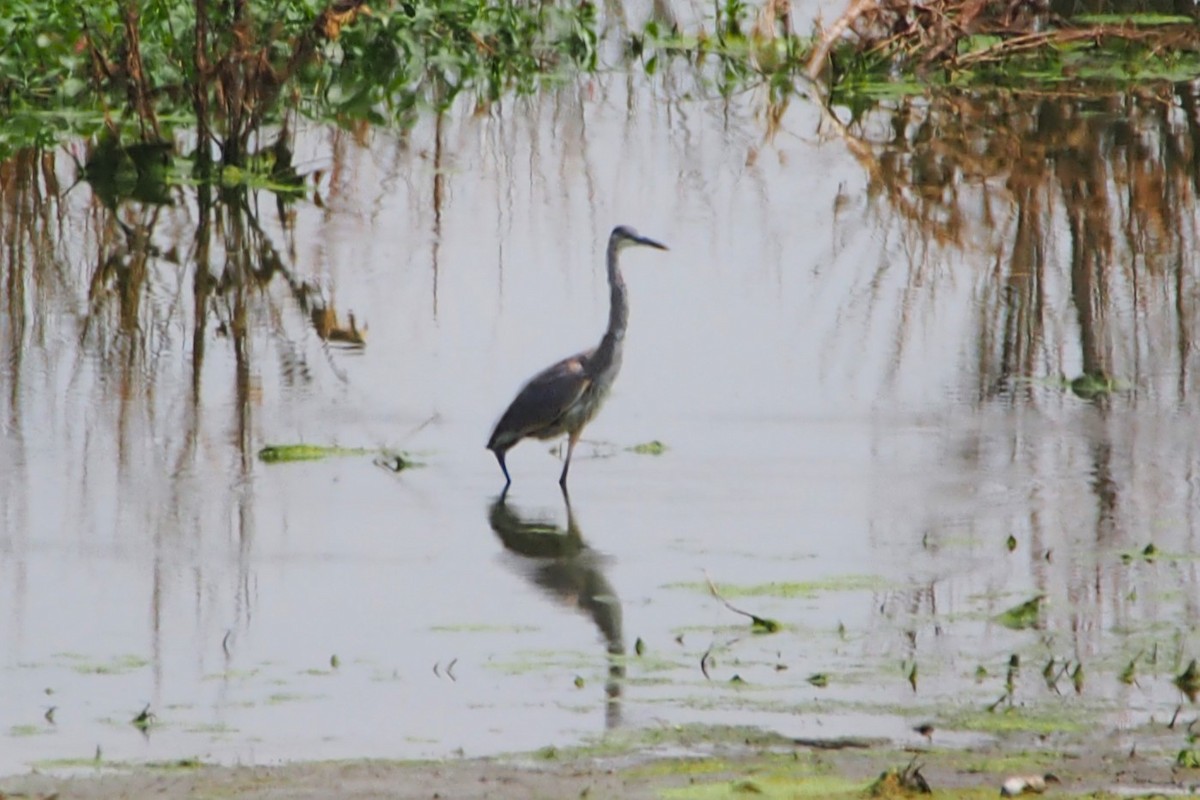Great Blue Heron - ML621795779