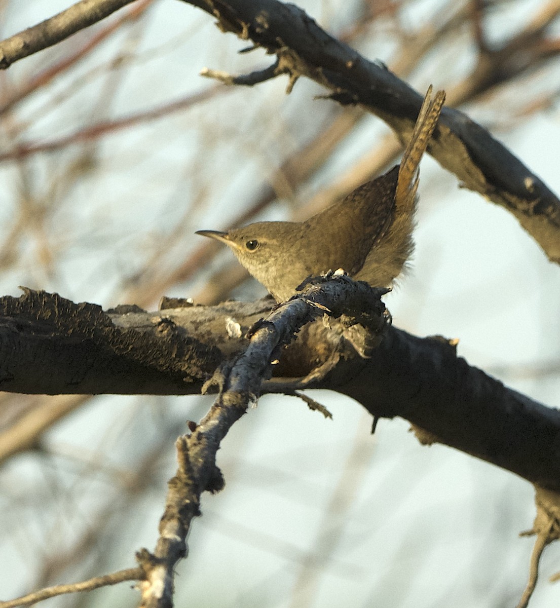 House Wren - ML621795815