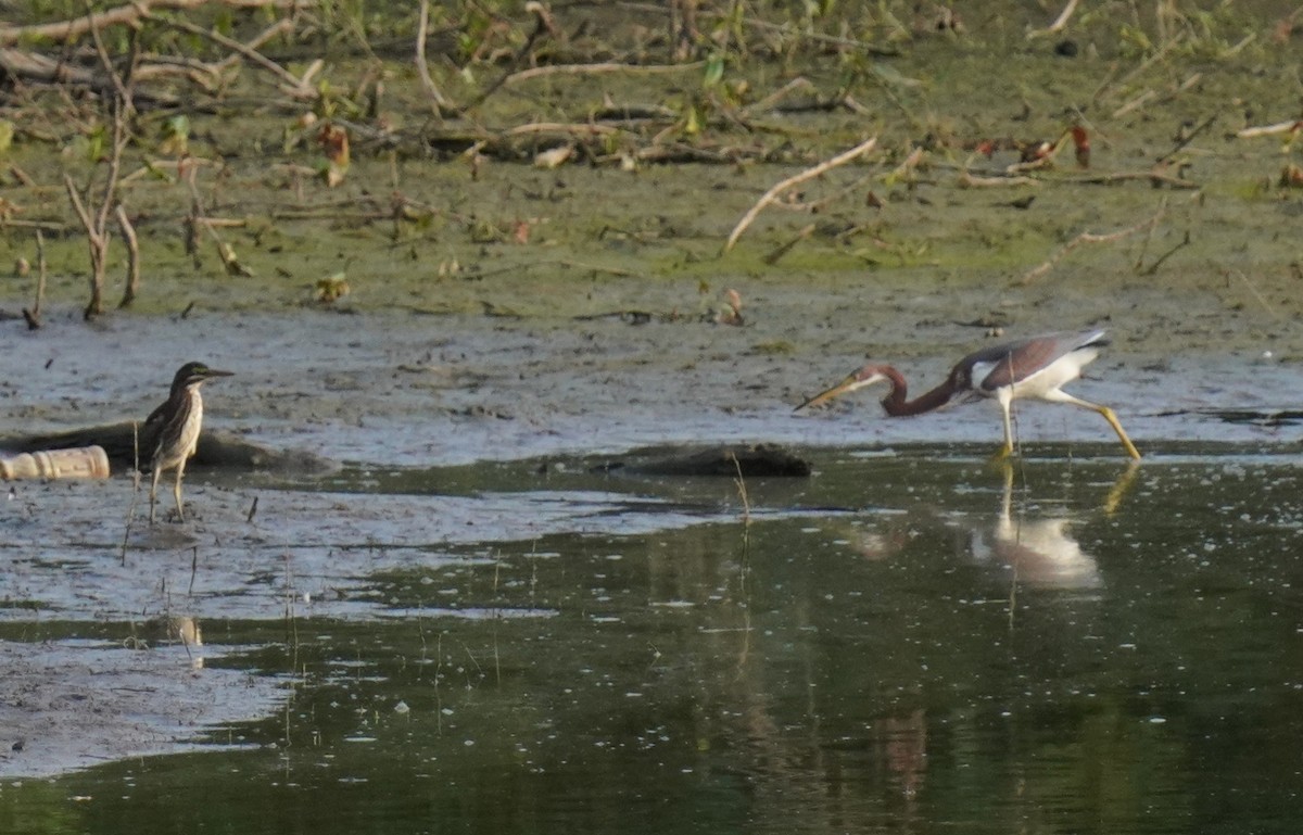 Tricolored Heron - ML621795875