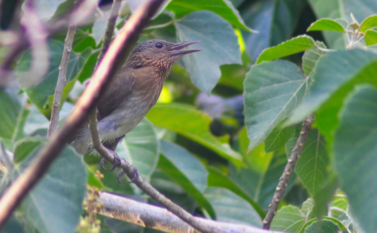 Visayan Bulbul - ML621795942