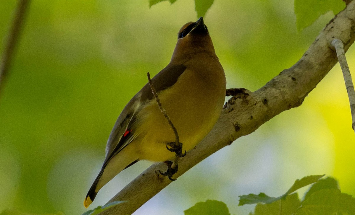 Cedar Waxwing - ML621795943