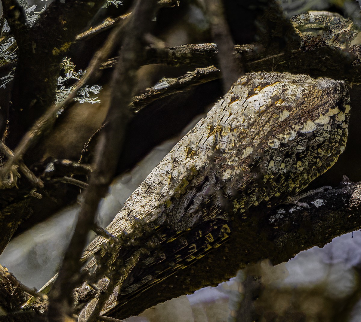 Eurasian Nightjar - ML621795964