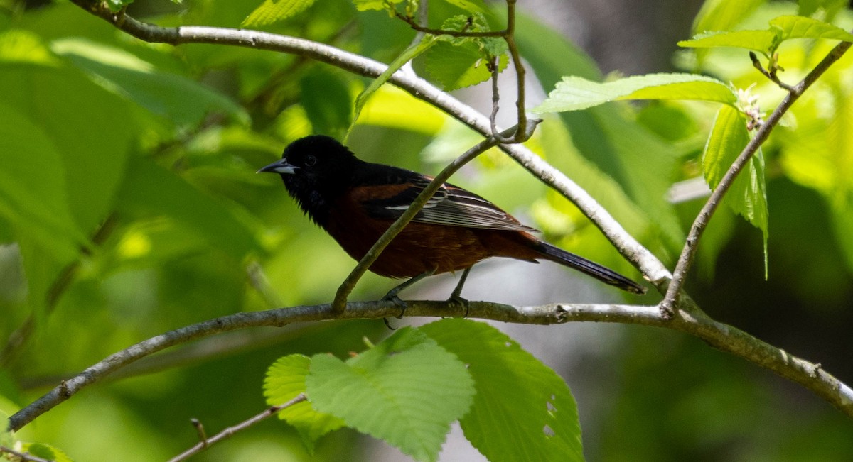 Orchard Oriole - ML621795970