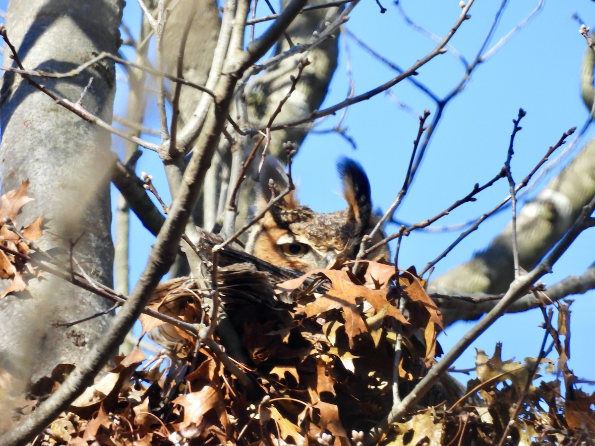 Great Horned Owl - ML621795986