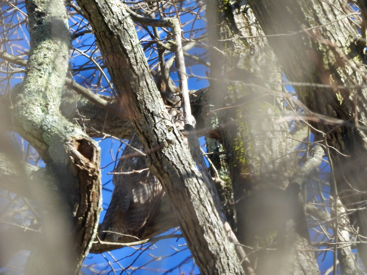 Great Horned Owl - ML621795987