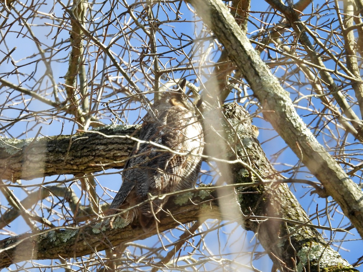 Great Horned Owl - ML621795989