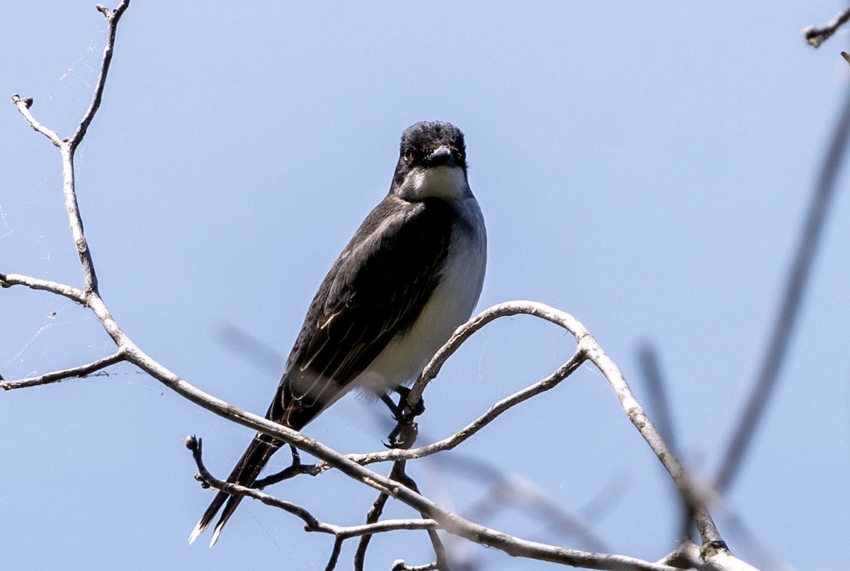 Eastern Kingbird - ML621796041