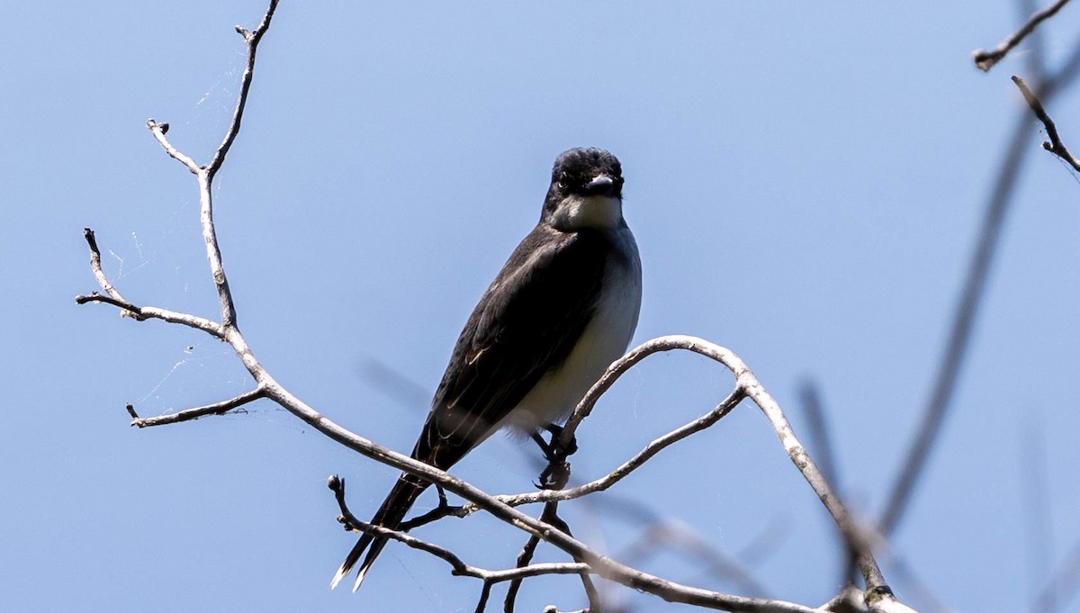 Eastern Kingbird - ML621796042