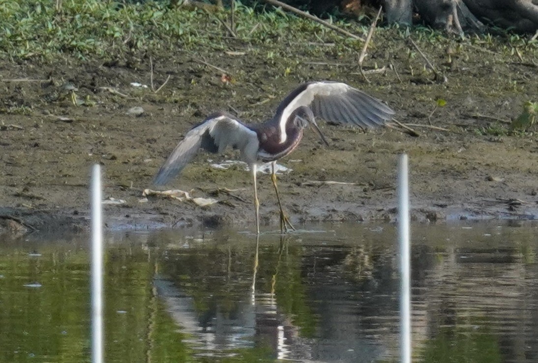 Tricolored Heron - ML621796062