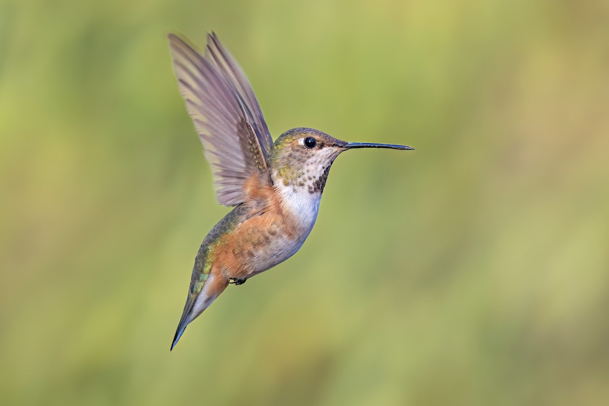 Rufous Hummingbird - ML621796078