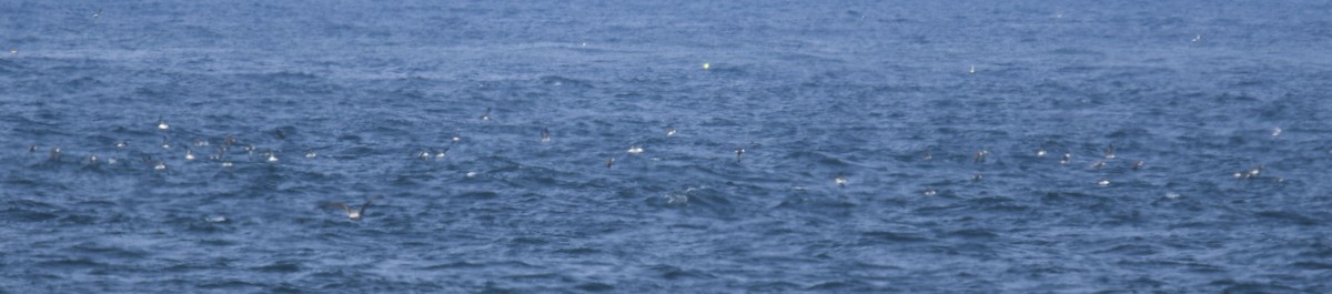 Great Shearwater - ML621796087
