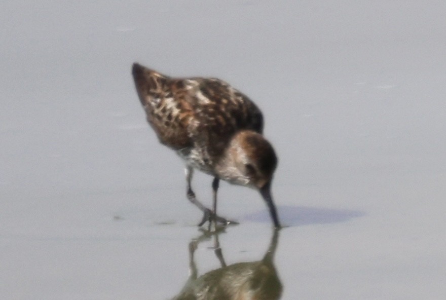 Western Sandpiper - Katherine Bell