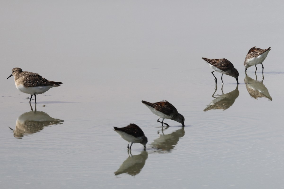 Western Sandpiper - ML621796109