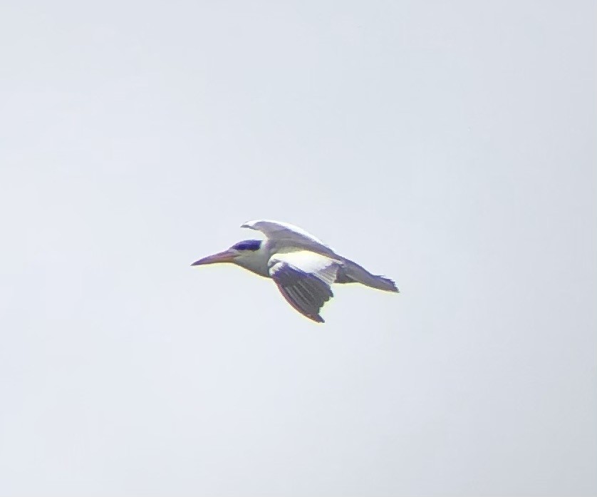 Large-billed Tern - ML621796168